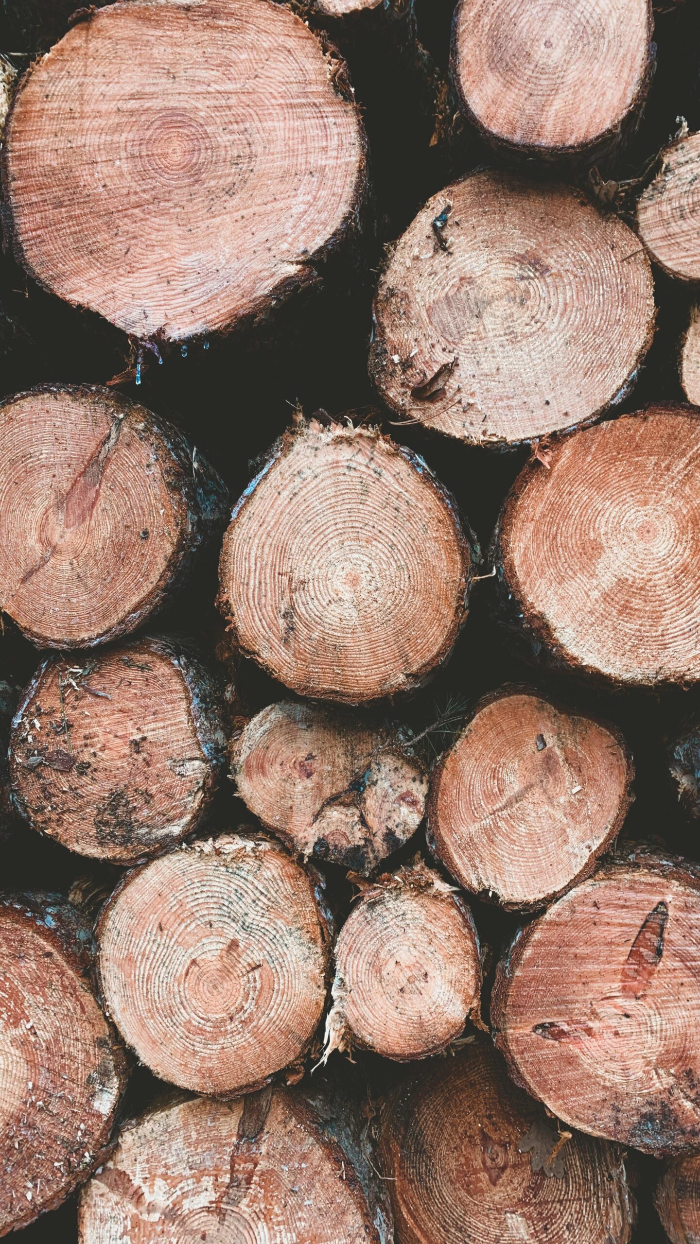 Close-up of tree logs stacked vertically, showcasing natural wood texture and patterns.